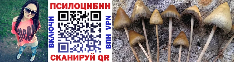 что такое   Братск  ОМГ ОМГ зеркало  Псилоцибиновые грибы Cubensis 